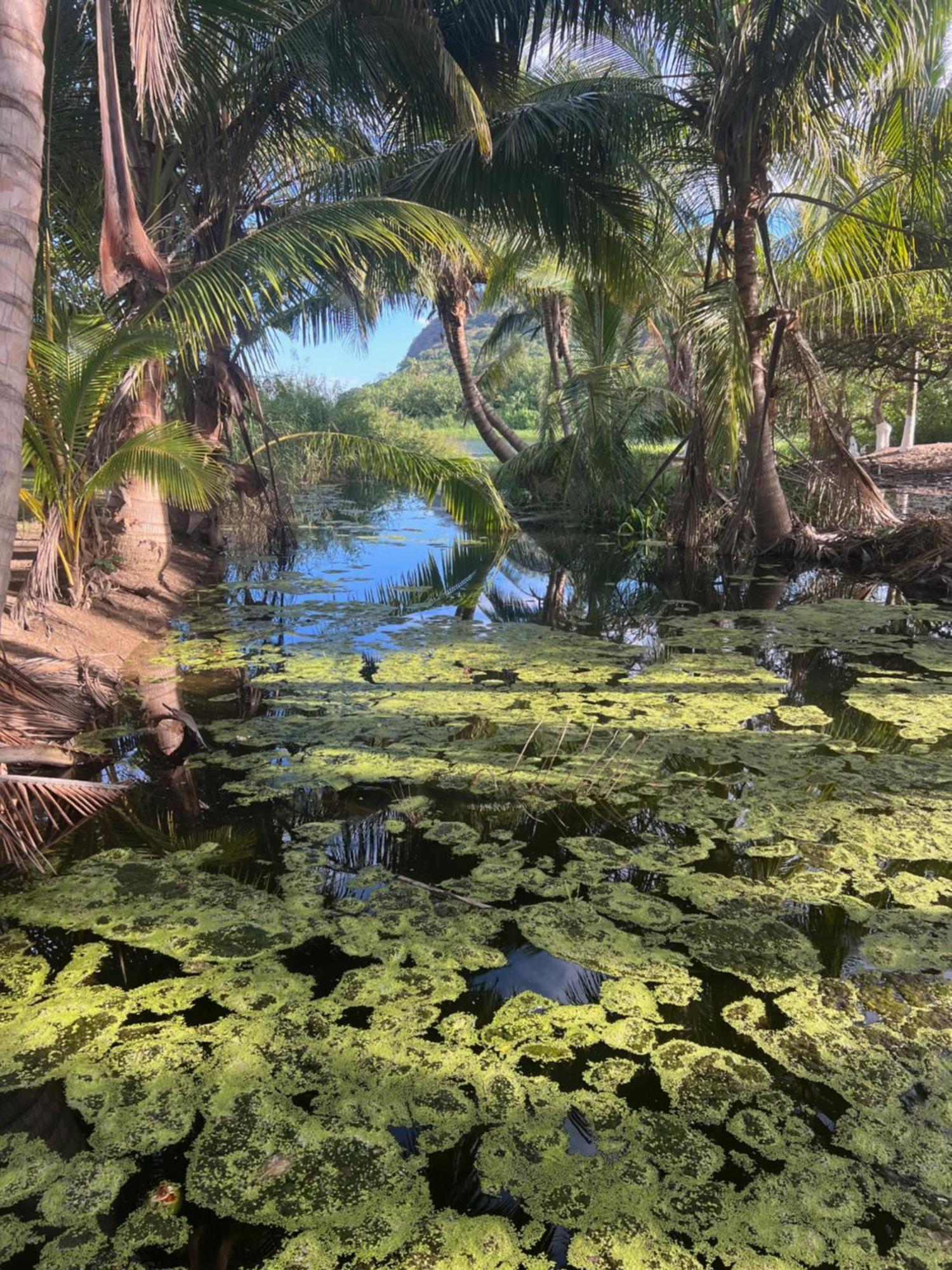 Casa Botanica Hotel Lo de Marcos Eksteriør billede